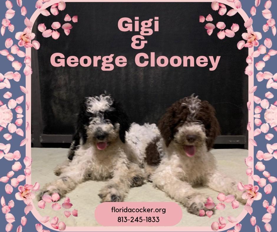 Gige And George Clooney