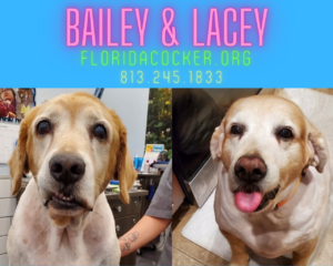 Bailey And Lacey
