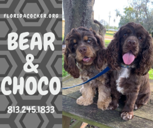 Bear And Choco