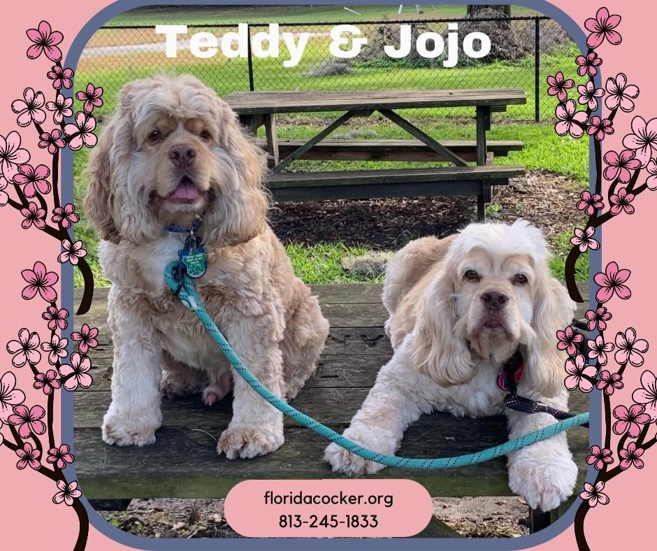 Teddy And Jojo