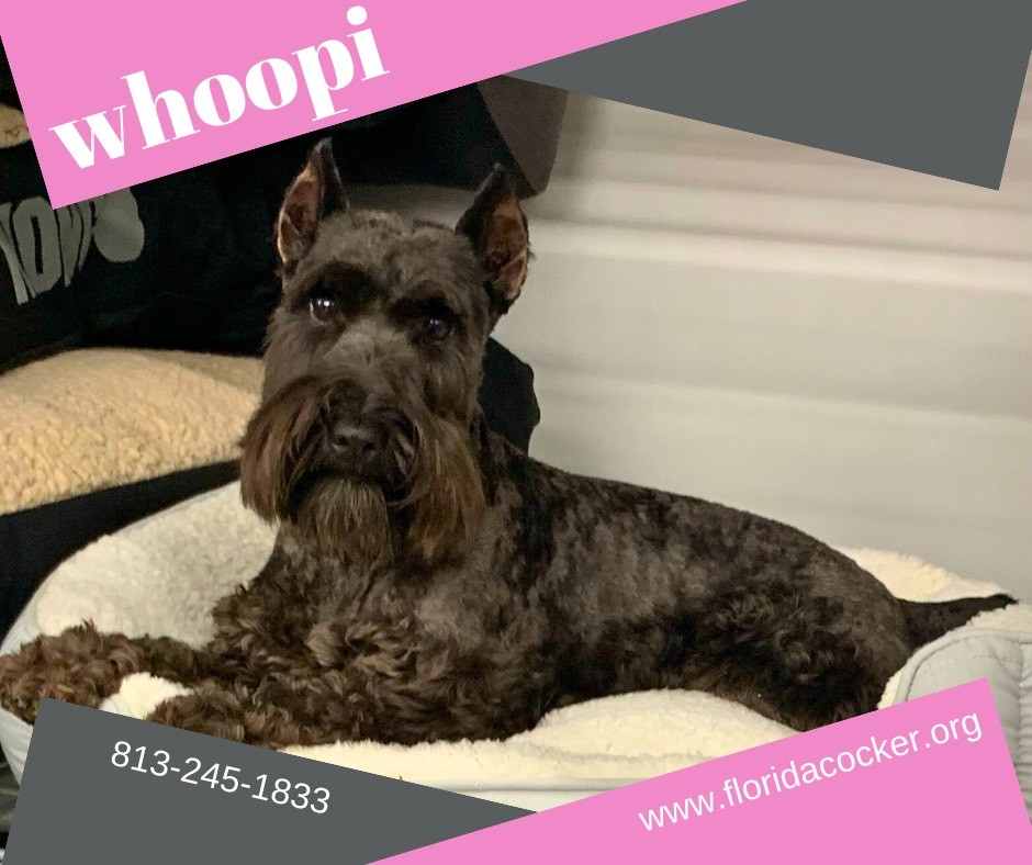 Whoopie