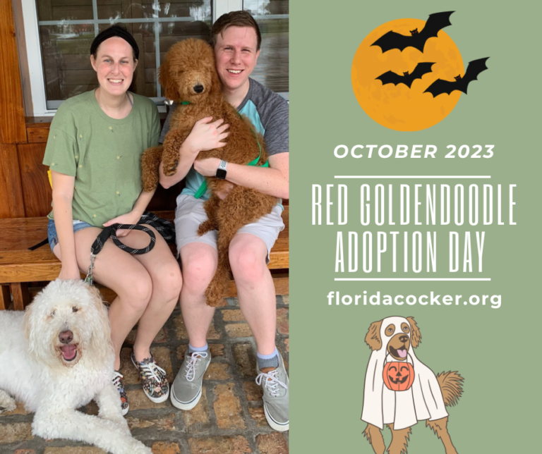 Red Goldendoodle Florida Cocker Spaniel Rescue…