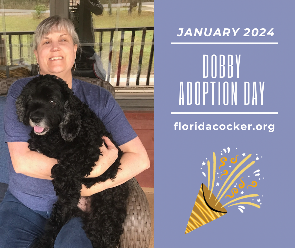 Dobby Adoption