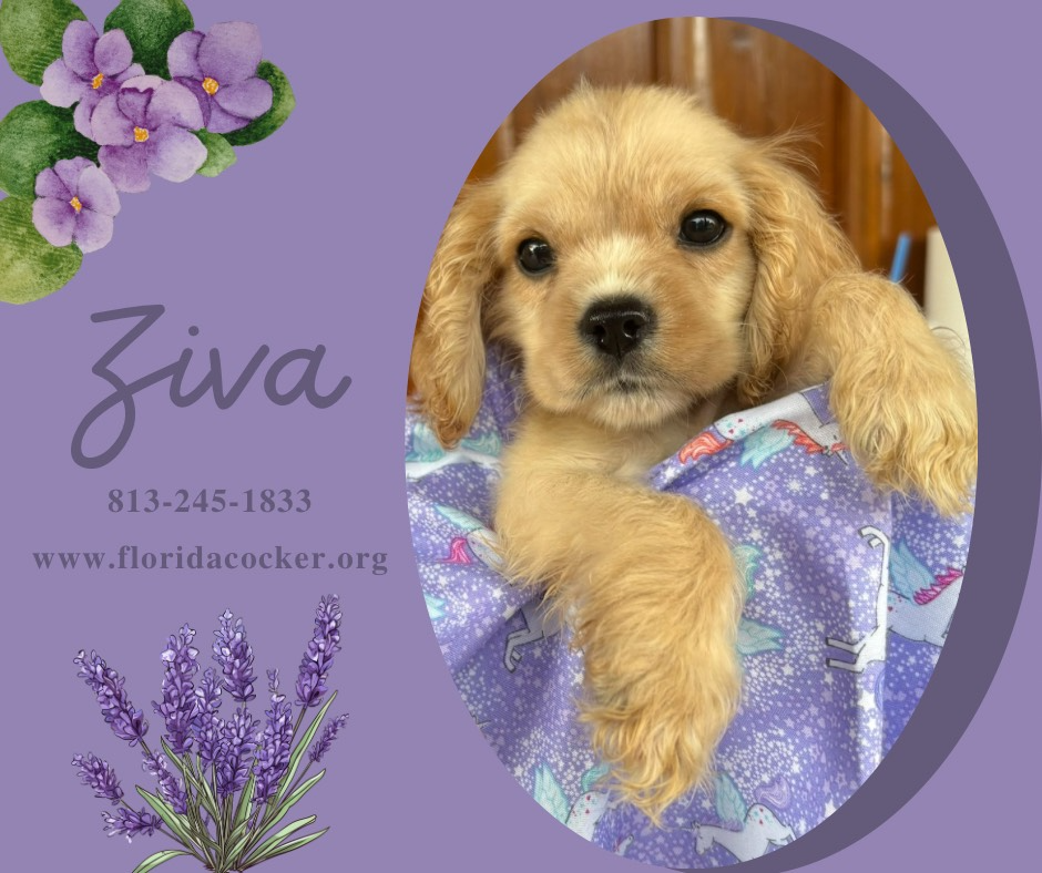 Ziva