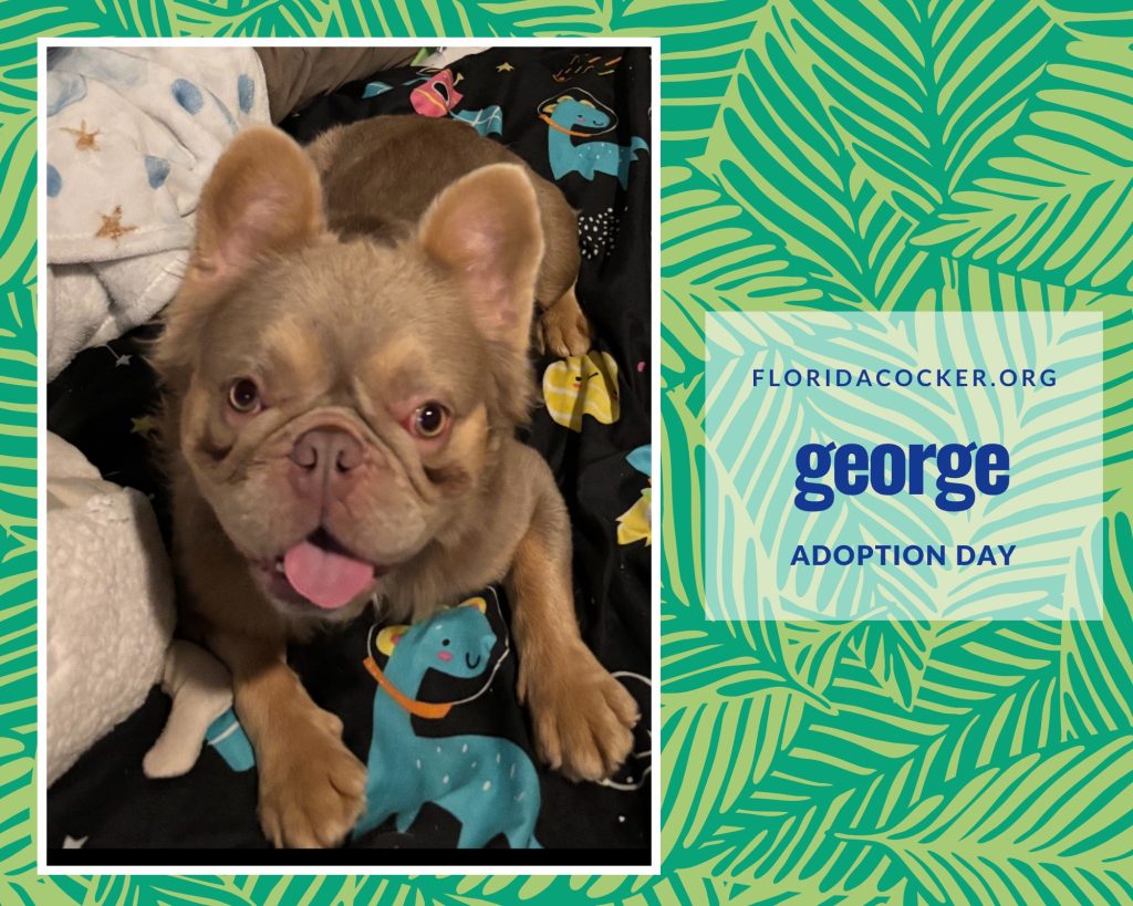 George Adopt