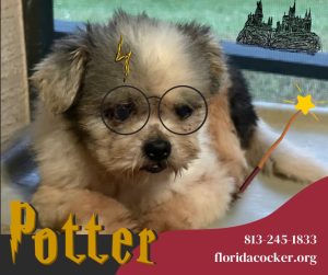 Potter