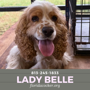 Lady Belle