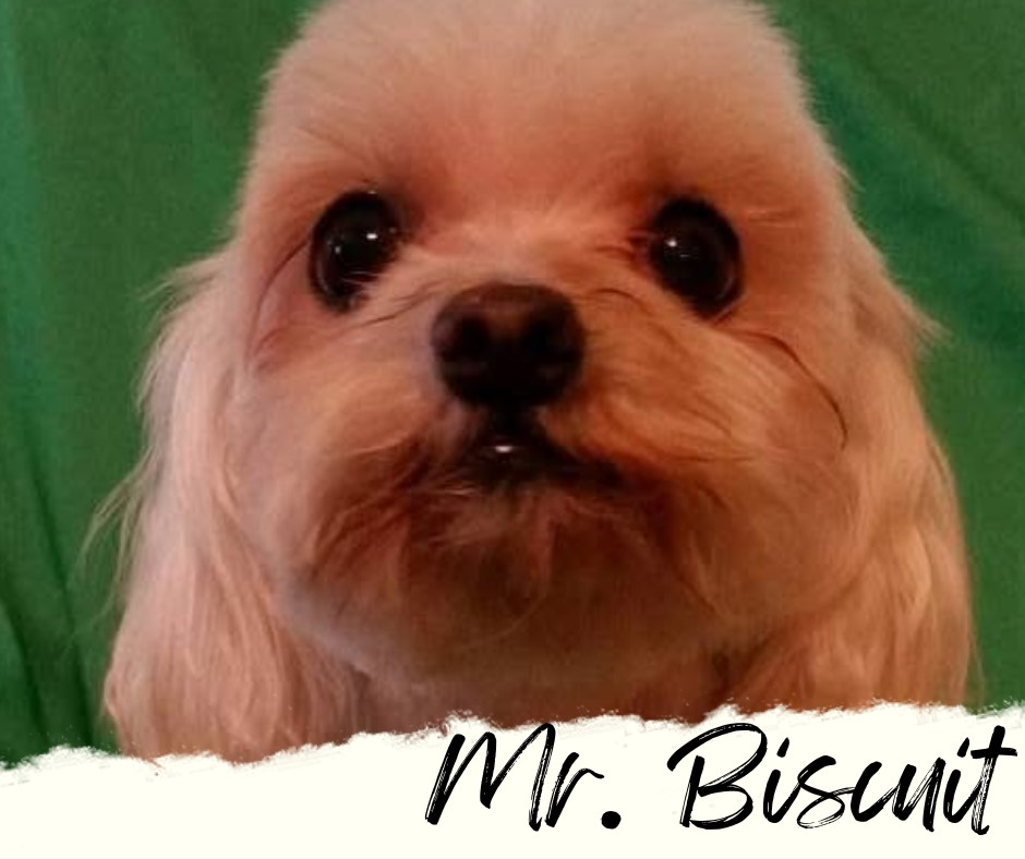 Mr Biscuit