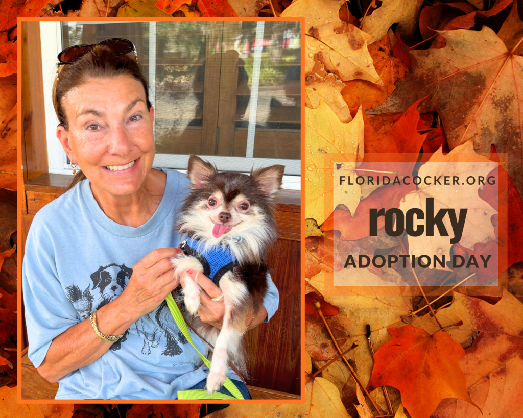 Rocky Adopt