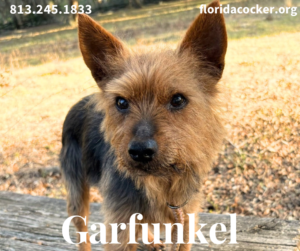 Garfunkel