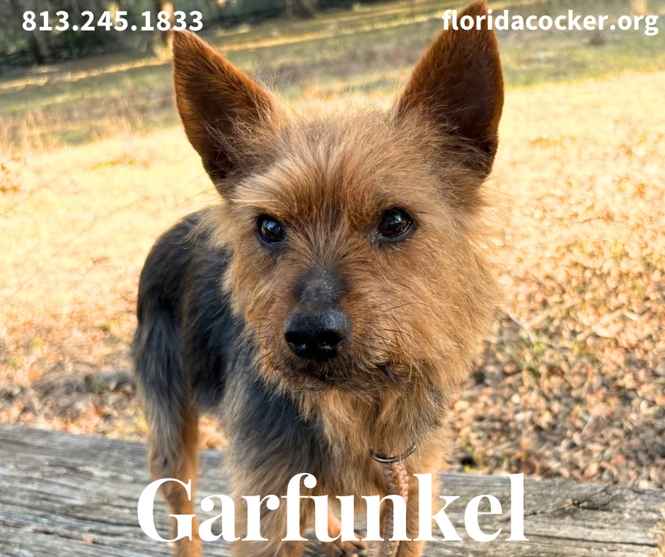 Garfunkel