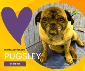 Pugsley