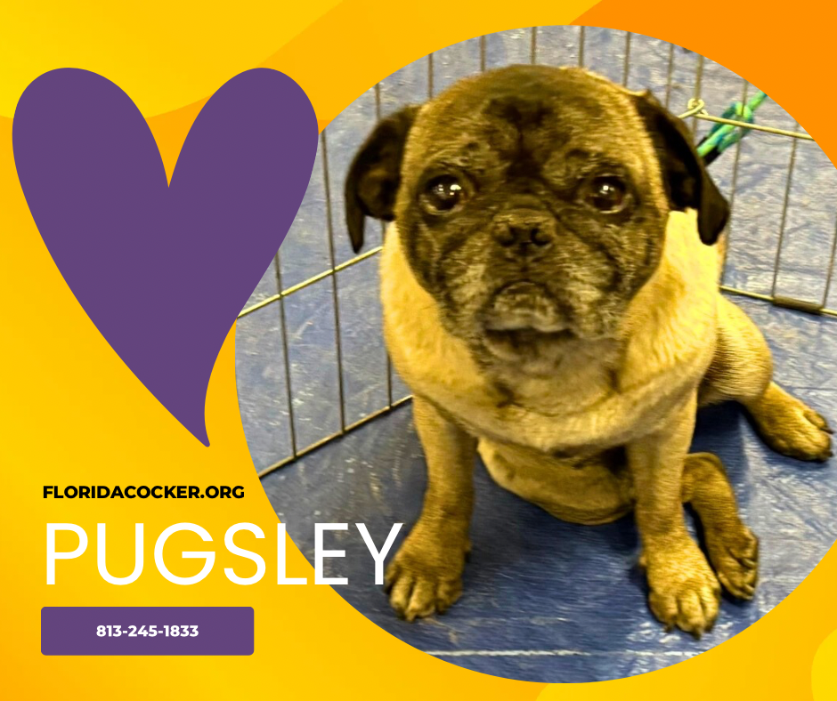 Pugsley