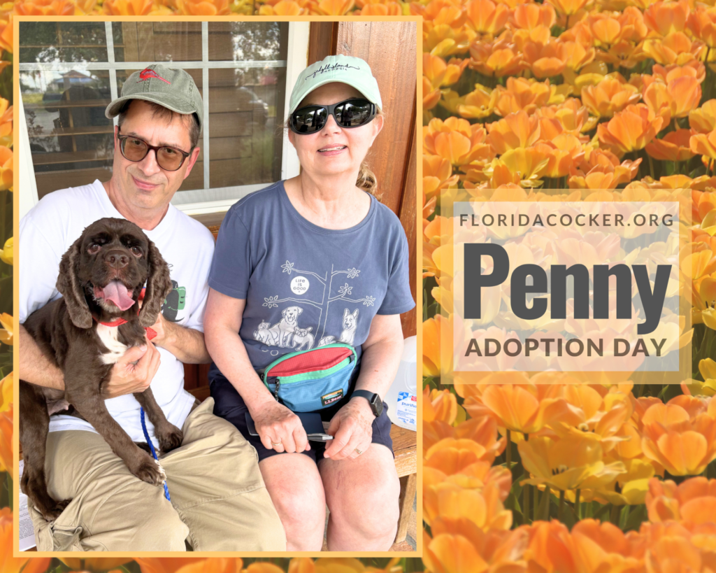 Penny Adopt